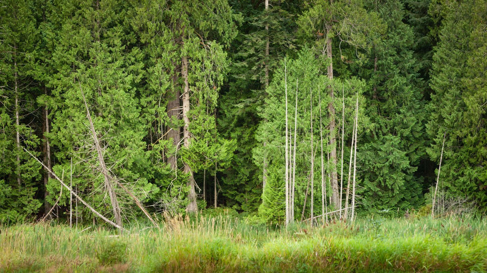 Mature conifers typical of Milwaukie