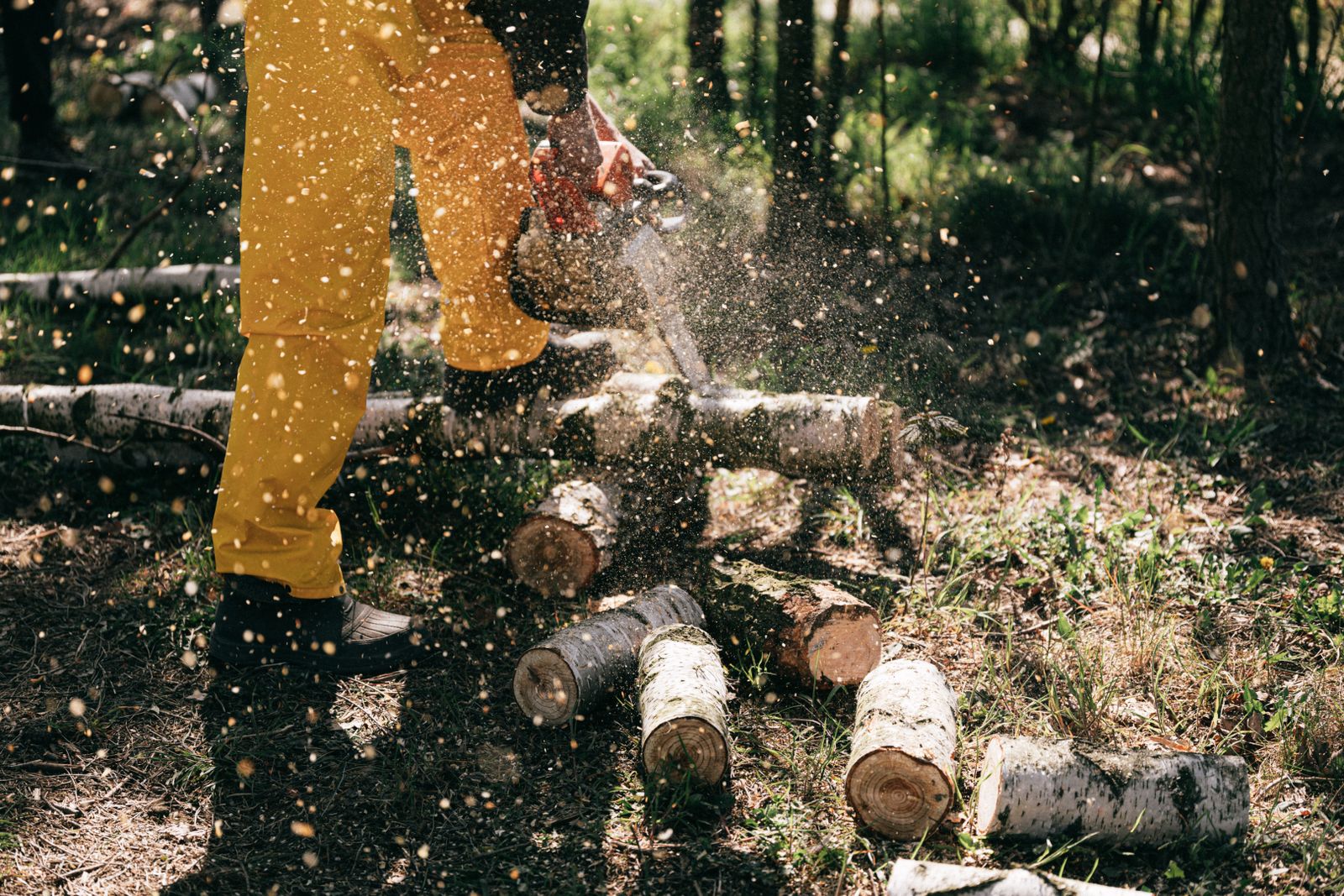 Arborist cutting a log with sawdust flying